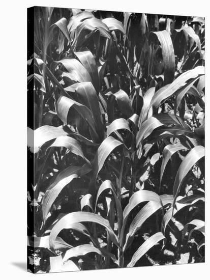 Corn Plants, Mexico, c.1929-Tina Modotti-Stretched Canvas