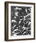 Corn Plants, Mexico, c.1929-Tina Modotti-Framed Giclee Print