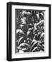 Corn Plants, Mexico, c.1929-Tina Modotti-Framed Giclee Print