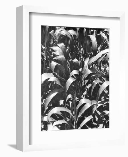 Corn Plants, Mexico, c.1929-Tina Modotti-Framed Giclee Print