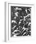 Corn Plants, Mexico, c.1929-Tina Modotti-Framed Giclee Print