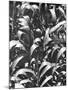 Corn Plants, Mexico, c.1929-Tina Modotti-Mounted Giclee Print