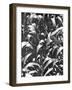 Corn Plants, Mexico, c.1929-Tina Modotti-Framed Giclee Print