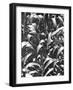 Corn Plants, Mexico, c.1929-Tina Modotti-Framed Giclee Print