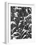 Corn Plants, Mexico, c.1929-Tina Modotti-Framed Giclee Print