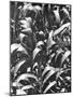 Corn Plants, Mexico, c.1929-Tina Modotti-Mounted Giclee Print