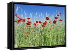 Corn Poppies (Papaver Rhoeas)-Bjorn Svensson-Framed Stretched Canvas