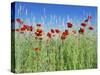 Corn Poppies (Papaver Rhoeas)-Bjorn Svensson-Stretched Canvas