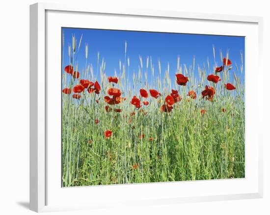 Corn Poppies (Papaver Rhoeas)-Bjorn Svensson-Framed Photographic Print