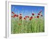 Corn Poppies (Papaver Rhoeas)-Bjorn Svensson-Framed Photographic Print