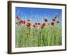 Corn Poppies (Papaver Rhoeas)-Bjorn Svensson-Framed Photographic Print