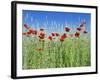 Corn Poppies (Papaver Rhoeas)-Bjorn Svensson-Framed Photographic Print