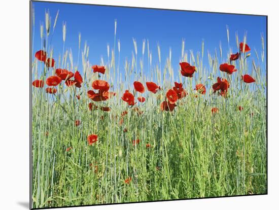 Corn Poppies (Papaver Rhoeas)-Bjorn Svensson-Mounted Photographic Print