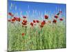 Corn Poppies (Papaver Rhoeas)-Bjorn Svensson-Mounted Photographic Print