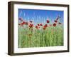 Corn Poppies (Papaver Rhoeas)-Bjorn Svensson-Framed Photographic Print