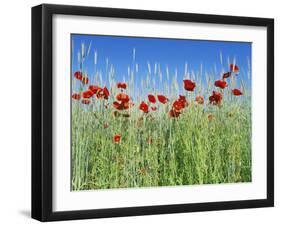 Corn Poppies (Papaver Rhoeas)-Bjorn Svensson-Framed Photographic Print