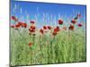 Corn Poppies (Papaver Rhoeas)-Bjorn Svensson-Mounted Photographic Print