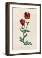 Corn Poppy or Corn Rose Poppy or Field Poppy-null-Framed Art Print