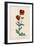 Corn Poppy or Corn Rose Poppy or Field Poppy-null-Framed Art Print