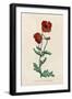 Corn Poppy or Corn Rose Poppy or Field Poppy-null-Framed Art Print