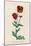 Corn Poppy or Corn Rose Poppy or Field Poppy-null-Mounted Art Print