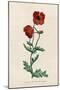 Corn Poppy or Corn Rose Poppy or Field Poppy-null-Mounted Art Print