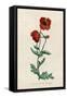 Corn Poppy or Corn Rose Poppy or Field Poppy-null-Framed Stretched Canvas