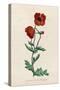 Corn Poppy or Corn Rose Poppy or Field Poppy-null-Stretched Canvas