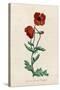 Corn Poppy or Corn Rose Poppy or Field Poppy-null-Stretched Canvas