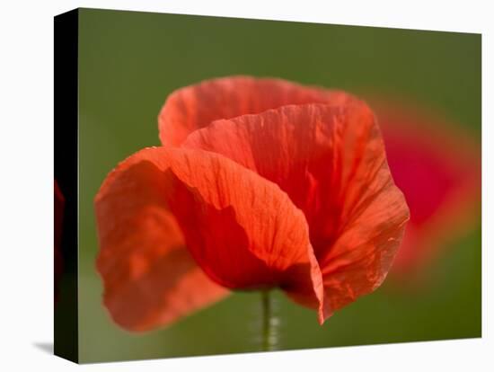 Corn Poppy, Papaver Rhoeas, Bielefeld, Nordrhein Westfalen, Germany-Thorsten Milse-Stretched Canvas