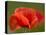 Corn Poppy, Papaver Rhoeas, Bielefeld, Nordrhein Westfalen, Germany-Thorsten Milse-Stretched Canvas