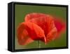 Corn Poppy, Papaver Rhoeas, Bielefeld, Nordrhein Westfalen, Germany-Thorsten Milse-Framed Stretched Canvas