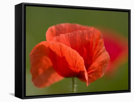 Corn Poppy, Papaver Rhoeas, Bielefeld, Nordrhein Westfalen, Germany-Thorsten Milse-Framed Stretched Canvas