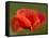 Corn Poppy, Papaver Rhoeas, Bielefeld, Nordrhein Westfalen, Germany-Thorsten Milse-Framed Stretched Canvas