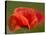 Corn Poppy, Papaver Rhoeas, Bielefeld, Nordrhein Westfalen, Germany-Thorsten Milse-Stretched Canvas