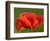 Corn Poppy, Papaver Rhoeas, Bielefeld, Nordrhein Westfalen, Germany-Thorsten Milse-Framed Photographic Print