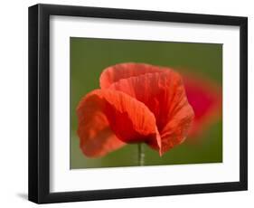 Corn Poppy, Papaver Rhoeas, Bielefeld, Nordrhein Westfalen, Germany-Thorsten Milse-Framed Photographic Print