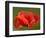 Corn Poppy, Papaver Rhoeas, Bielefeld, Nordrhein Westfalen, Germany-Thorsten Milse-Framed Photographic Print