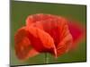 Corn Poppy, Papaver Rhoeas, Bielefeld, Nordrhein Westfalen, Germany-Thorsten Milse-Mounted Photographic Print