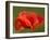 Corn Poppy, Papaver Rhoeas, Bielefeld, Nordrhein Westfalen, Germany-Thorsten Milse-Framed Photographic Print