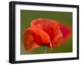 Corn Poppy, Papaver Rhoeas, Bielefeld, Nordrhein Westfalen, Germany-Thorsten Milse-Framed Photographic Print