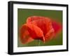 Corn Poppy, Papaver Rhoeas, Bielefeld, Nordrhein Westfalen, Germany-Thorsten Milse-Framed Photographic Print