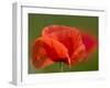 Corn Poppy, Papaver Rhoeas, Bielefeld, Nordrhein Westfalen, Germany-Thorsten Milse-Framed Photographic Print