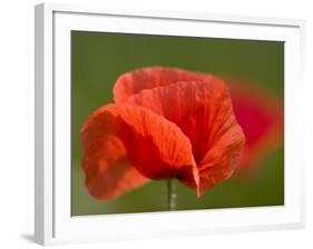 Corn Poppy, Papaver Rhoeas, Bielefeld, Nordrhein Westfalen, Germany-Thorsten Milse-Framed Photographic Print