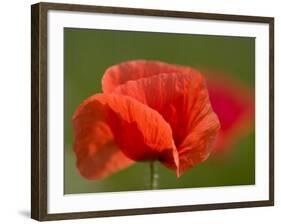 Corn Poppy, Papaver Rhoeas, Bielefeld, Nordrhein Westfalen, Germany-Thorsten Milse-Framed Photographic Print