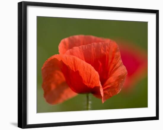 Corn Poppy, Papaver Rhoeas, Bielefeld, Nordrhein Westfalen, Germany-Thorsten Milse-Framed Photographic Print