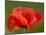 Corn Poppy, Papaver Rhoeas, Bielefeld, Nordrhein Westfalen, Germany-Thorsten Milse-Mounted Photographic Print