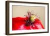 Corn Poppy, Papaver Rhoeas, Blossom, Detail-Alfons Rumberger-Framed Photographic Print