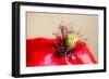 Corn Poppy, Papaver Rhoeas, Blossom, Detail-Alfons Rumberger-Framed Photographic Print