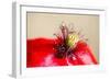 Corn Poppy, Papaver Rhoeas, Blossom, Detail-Alfons Rumberger-Framed Photographic Print